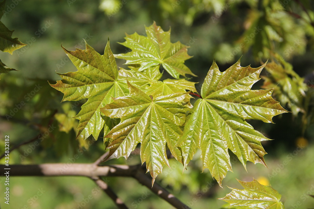 Maple tree branch with shiny leaves with the background of nature on spring day in Kaunas, Lithuania Maple tree branch with shiny leaves with the background of nature on spring day in Kaunas, Lithuania