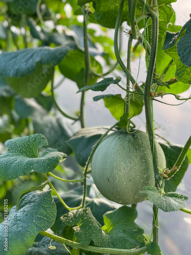 rock melon on a tree