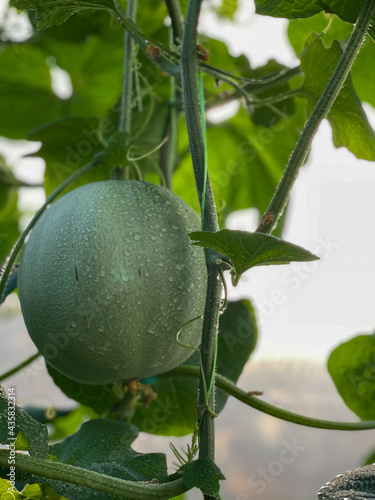 melon tree