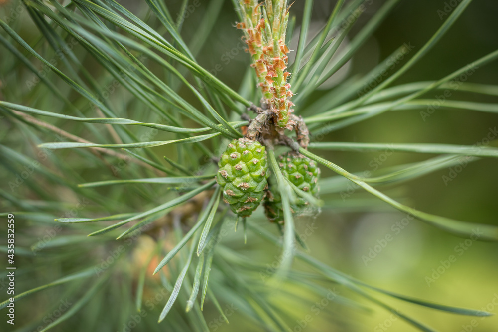 Young inflorescence on a pine branch in the spring Young inflorescence on a pine branch in the spring