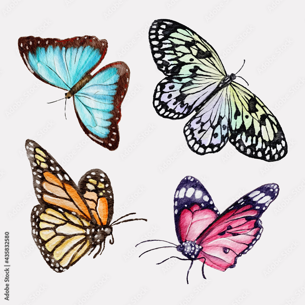 Watercolor hand painted butterfly collection Watercolor hand painted butterfly collection