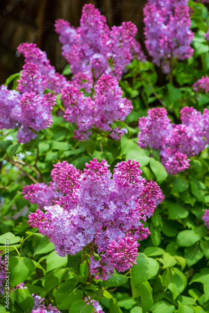 beautiful lilac flowers branch beautiful lilac flowers branch