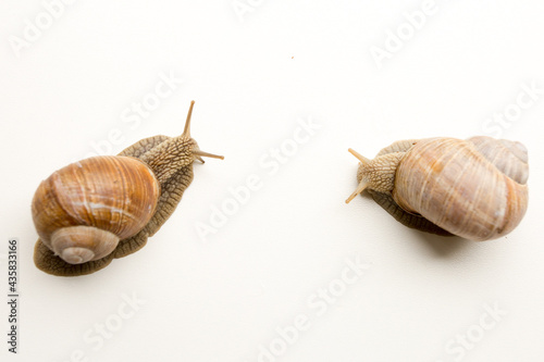 snail on a white