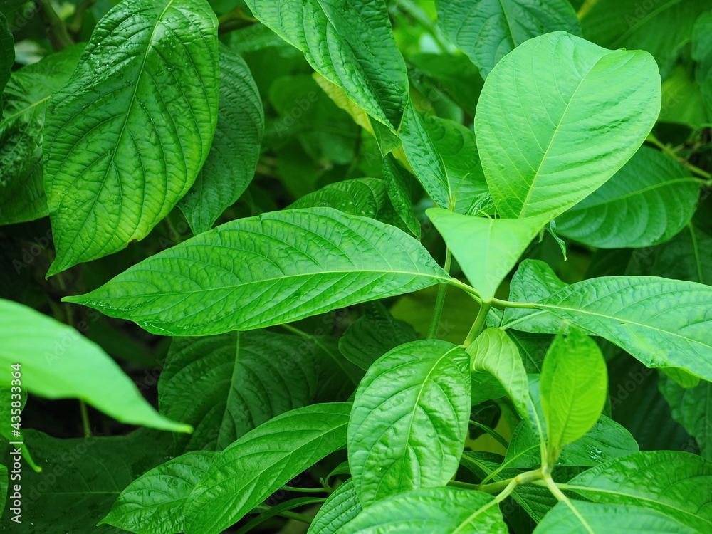 green leaves background green leaves background