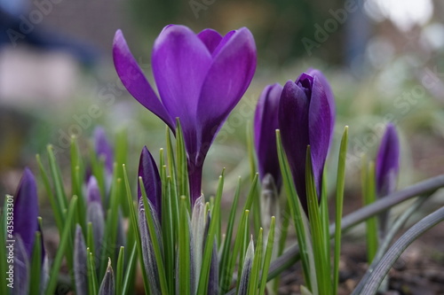 purple crocus flowers