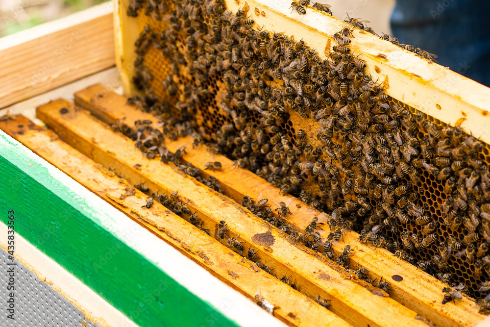 beekeeper's hand holds empty eaten honeycombs beekeeper's hand holds empty eaten honeycombs