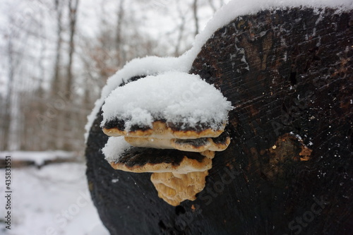 snow on a tree