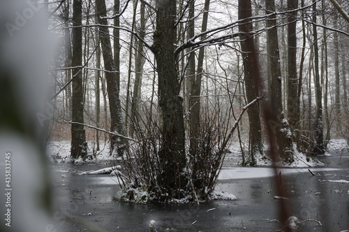 forest in winter