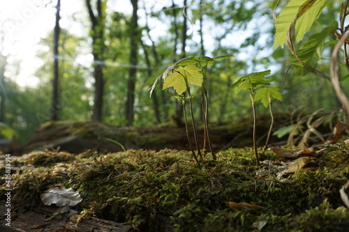 green moss on the ground