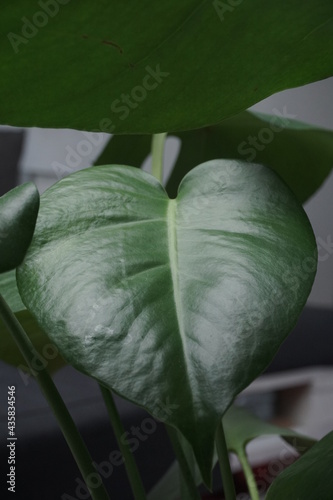 leaves of a plant