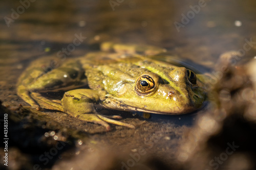 Green frog sitting in a pond. Green frog in the water. Green frog on the water surface. Close-up.