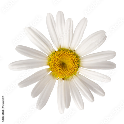 Daisy flower isolated on white. Close-up of chamomile flower head. Top view.