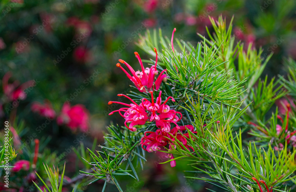 Pink flowers of Grevillea juniperina Canberra Gem and spiny leaves, known as juniper-leaf grevillea or prickly spider-flower. Grevillea 'Canberra Gem' ( juniperina x rosmarinifolia) in Sochi Pink flowers of Grevillea juniperina Canberra Gem and spiny leaves, known as juniper-leaf grevillea or prickly spider-flower. Grevillea 'Canberra Gem' ( juniperina x rosmarinifolia) in Sochi