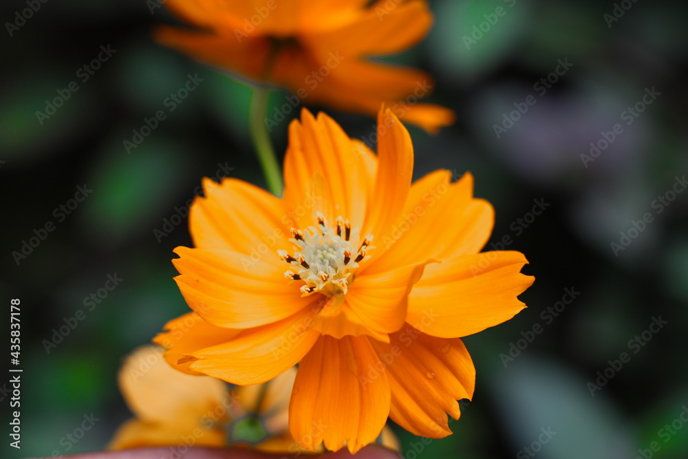 bee on flower bee on flower