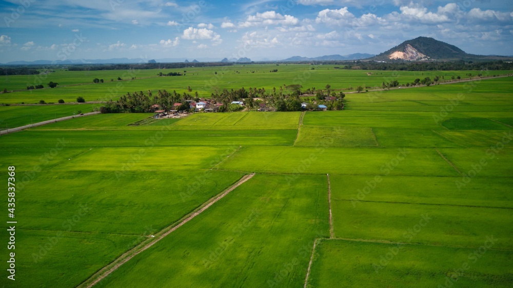 Paddy field view of the countryside
