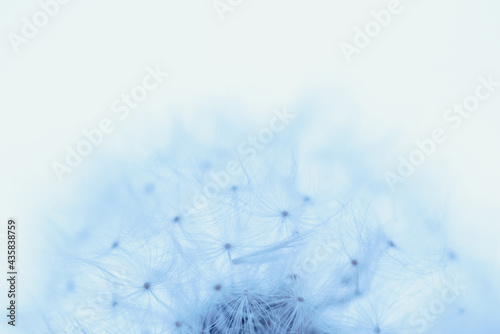 White blowball dandelion on blue background. Macro. Full dept of field