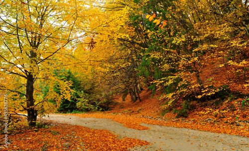 Fototapeta Naklejka Na Ścianę i Meble -  Autumn landscape with road and yellow tree, panoramic image.