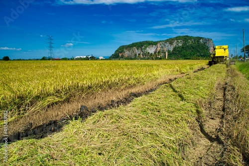 Harvesting in action in Malaysia