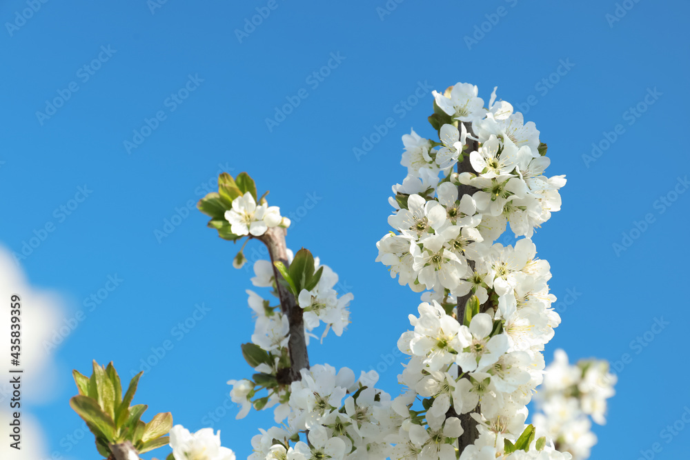 Branches with beautiful flowers against blue sky, closeup. Blossoming spring tree Branches with beautiful flowers against blue sky, closeup. Blossoming spring tree