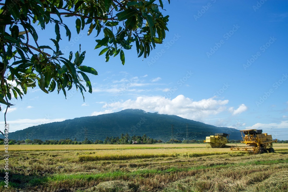 landscape with a field and a Jerai mountain in Malaysia