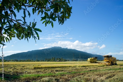 landscape with a field and a Jerai mountain in Malaysia