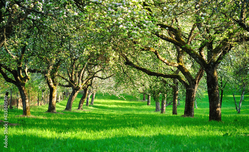 Tunnel of green trees