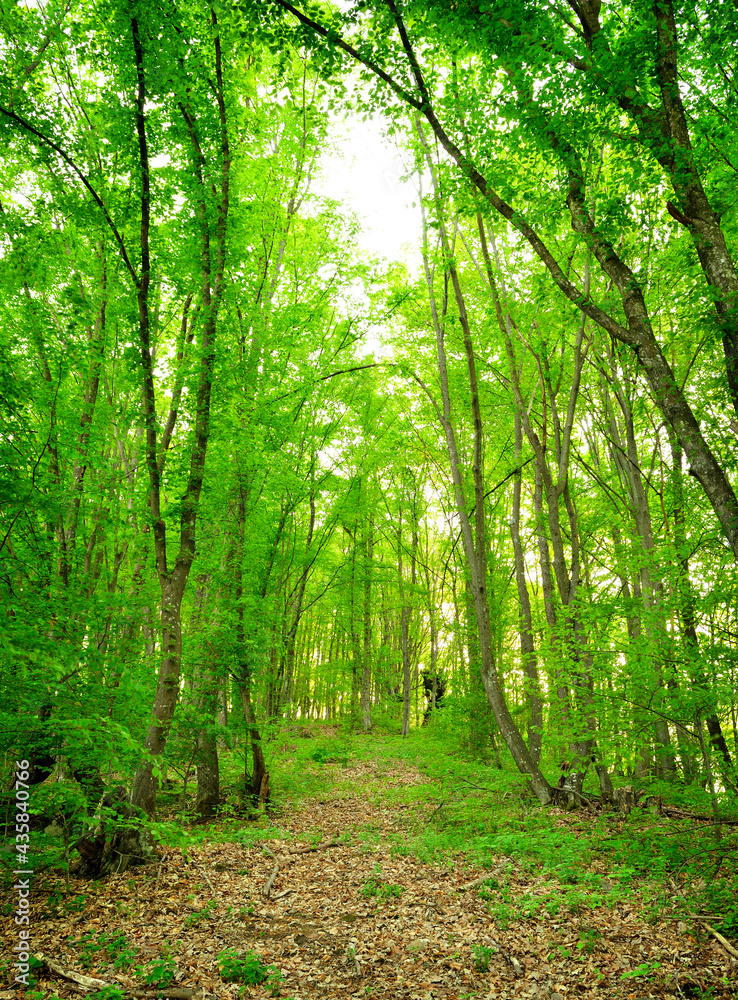 Green forest, spring time Green forest, spring time