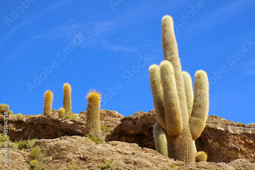 Many of Gigantic Trichocereus Pasacana Cactus Plants on Isla Incahuasi or Isla del Pescado Rocky Outcrop Located in the Middle of Uyuni Salt flats, Bolivia, South America