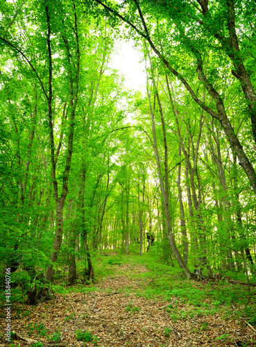 Green forest, spring time