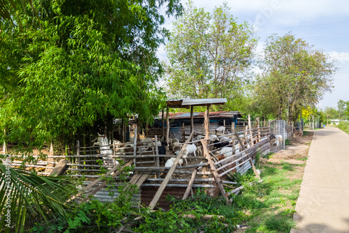 The small goat stables with the many young goats in the feeding time.