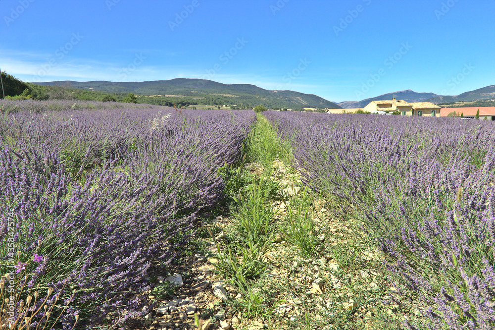 Lavender field in Provence, south of France Lavender field in Provence, south of France