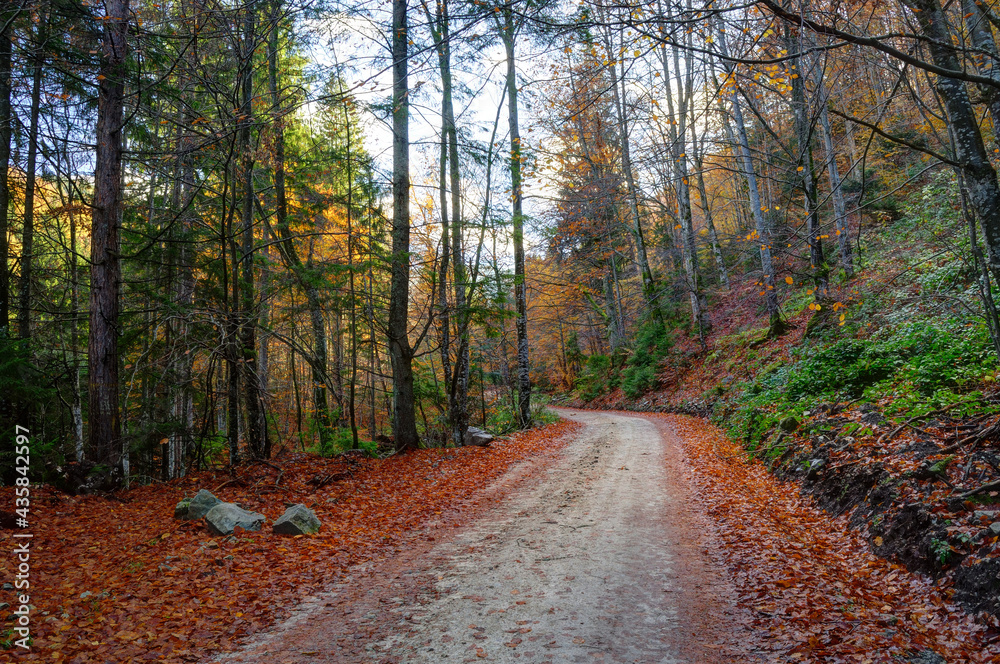 Road going through an autumn forest with fallen leaves Road going through an autumn forest with fallen leaves