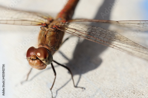 dragonfly look © Antonella
