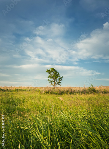 Picturesque summer landscape with a lone tree in the field surrounded by reed vegetation. Empty land  idyllic rural nature scene. Countryside seasonal beauty