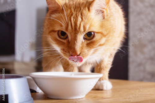 Ginger cat licks over bowl of milk.