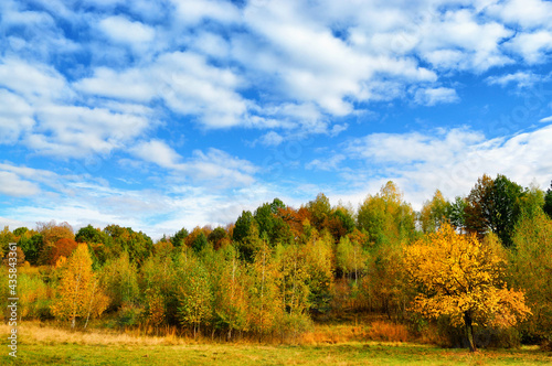 Autumn landscape with bright blue sky and colored forest.