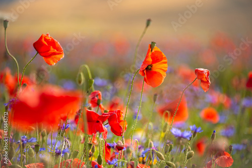 Field of blooming poppies and other wild flowers in summer