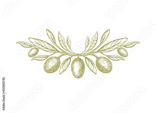 Olive, rustic symbol. Vector twig, green fruit