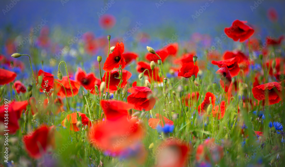 Obraz premium Field of blooming poppies and other wild flowers in summer