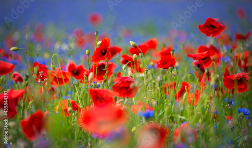 Field of blooming poppies and other wild flowers in summer © Maresol