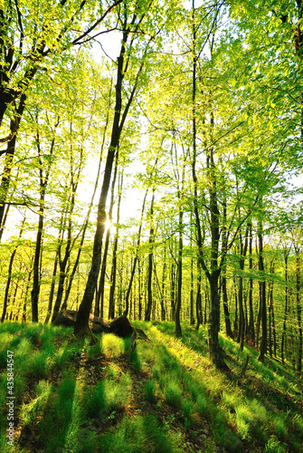 Forest trees. nature green wood sunlight backgrounds.