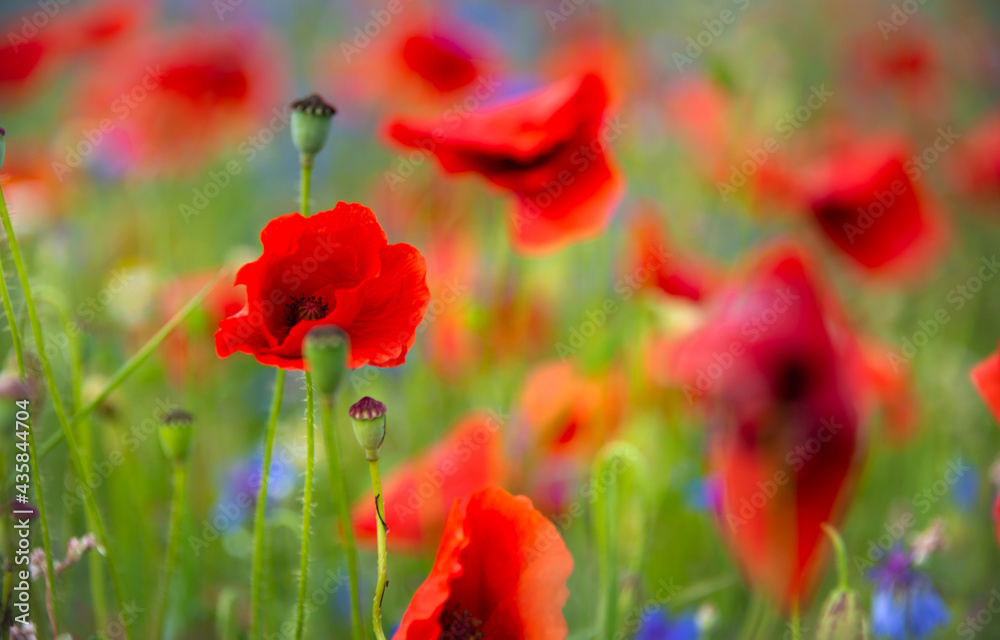 Field of blooming poppies and other wild flowers in summer Field of blooming poppies and other wild flowers in summer