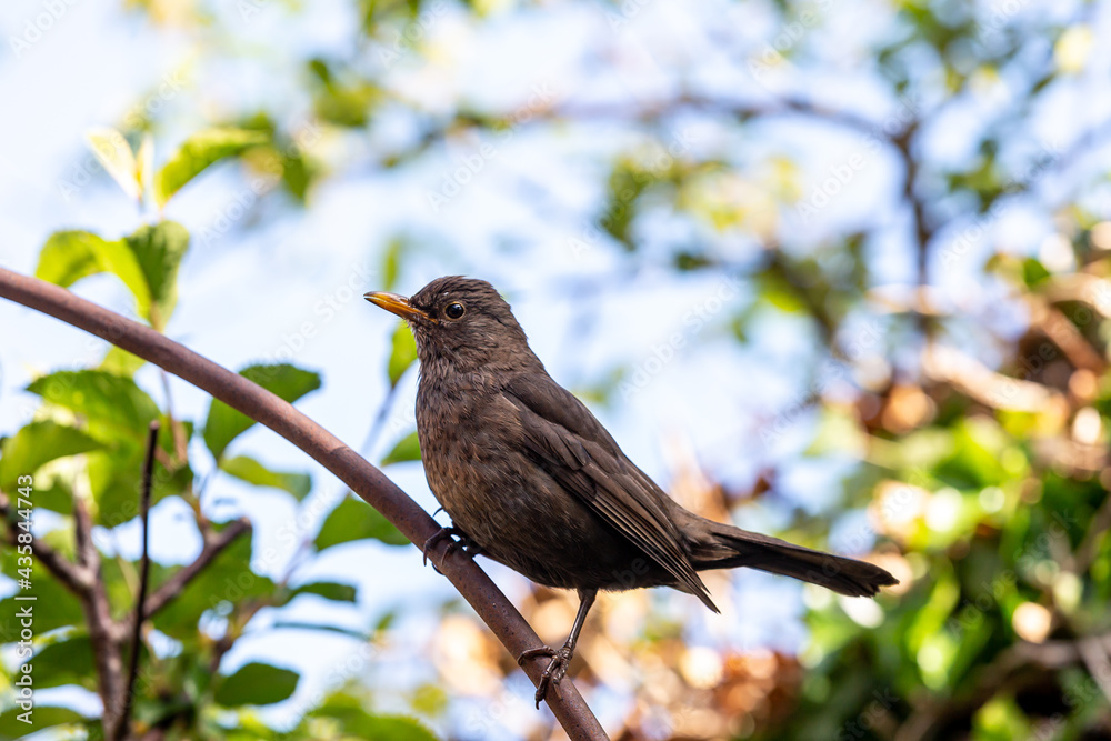 A Young Blackbird in the Spring Sunshine A Young Blackbird in the Spring Sunshine