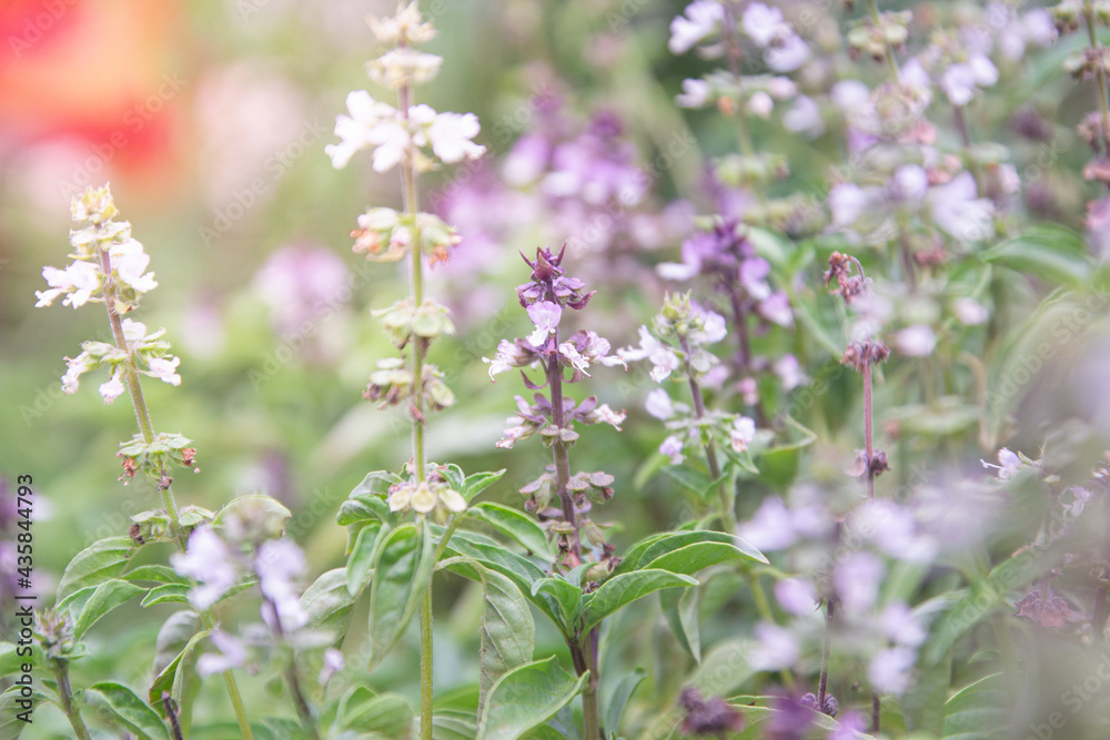 Hairy Basil Leaves and Flowers in the Garden Hairy Basil Leaves and Flowers in the Garden