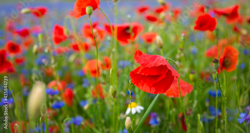 Field of blooming poppies and other wild flowers in summer © Maresol