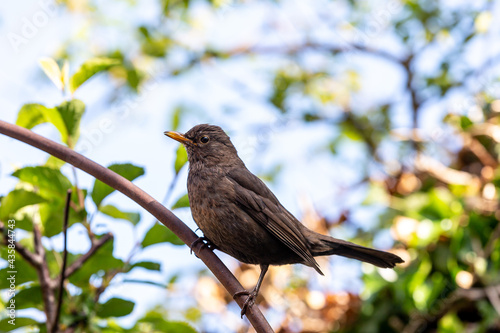 A Young Blackbird in the Spring Sunshine © lemanieh