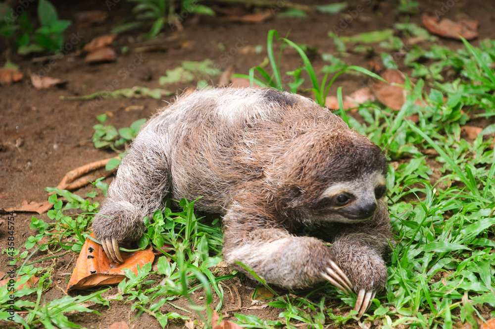 Fototapeta premium Three-toed sloth bear lying on the grass