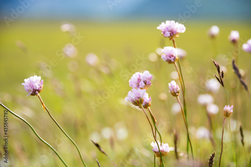 Field of blooming wild flowers in summer