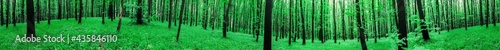 panorama spring forest trees. nature green wood sunlight backgrounds.