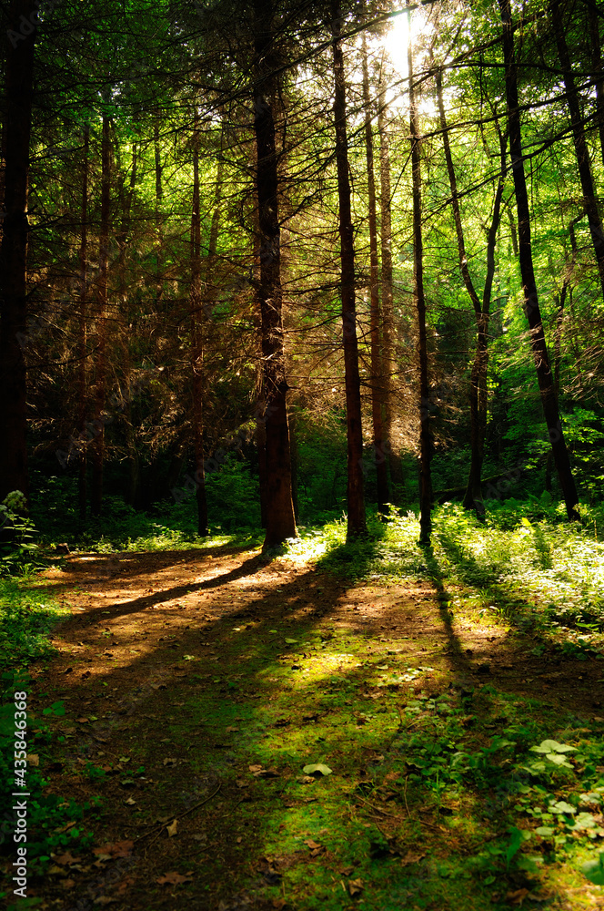 Obraz premium Forest trees with sunlight in the background creating long shadows on the ground